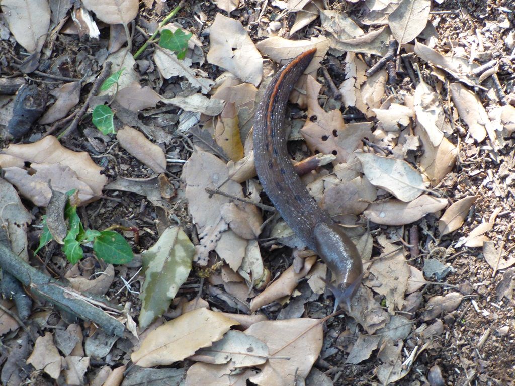 Limax aldrovandi del Parco della Versiliana (LU)